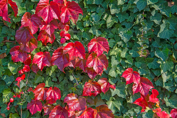 Boston Ivy - autumnal leaves Parthenocissus tricuspidata - floral texture close up
