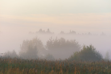 Fototapeta na wymiar Trees in the morning fog summer morning