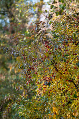 red fruits of autumn