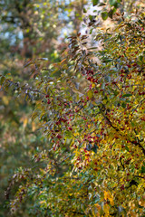 Fototapeta premium red fruits of autumn