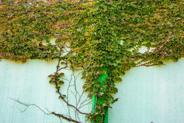 Boston Ivy - autumnal leaves Parthenocissus tricuspidata - floral texture close up