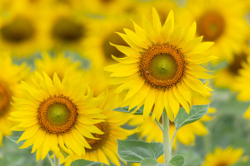 Closeup Beautiful of a Sunflower or Helianthus in Sunflower Field, Bright yellow sunflower Lopburi, Thailand