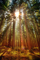 Bautiful Forest in Autumn Season and Sunlight