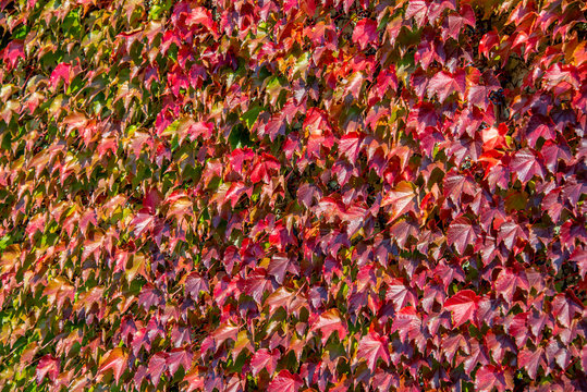 Boston Ivy - autumnal leaves Parthenocissus tricuspidata climbing up the wall - floral texture close up