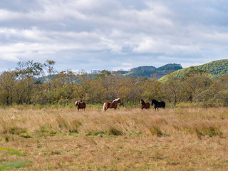 北海道 釧路 馬