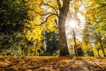 Wunderschöner bunter goldener Herbst