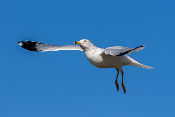 Ring-billed Gull