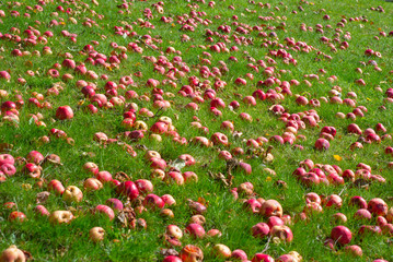 Windfall apples