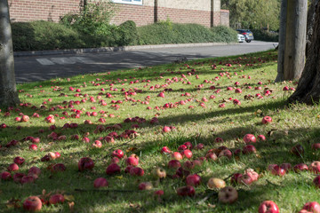Windfall apples