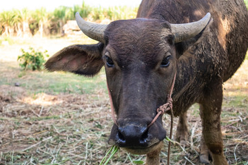 Buffalo thai Eating grass,Life' Machine of Farmer. Original agriculture use buffalo plow the field.