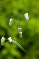 Close up of Briza or Quaking-Grass flower-seed heads against a green background