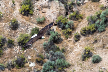 Fototapeta premium Bald eagle soaring over the sagebrush.