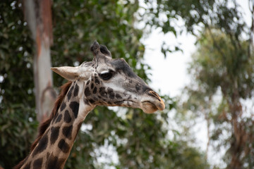 Giraffe