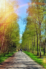 Fototapeta premium Beautiful Forest and Sunlight and Riding Bike