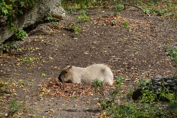 Naklejka premium Capybara