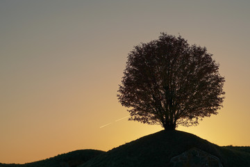 silhouette of a rowan tree - obrazy, fototapety, plakaty