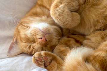 A ginger cat fast asleep on the sofa