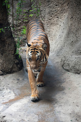 Obraz premium Beautiful Tiger