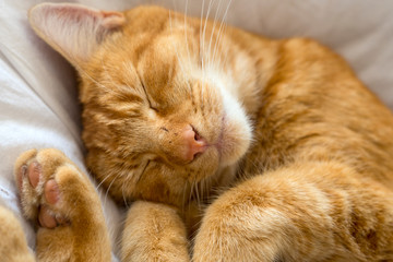A ginger cat fast asleep on the sofa