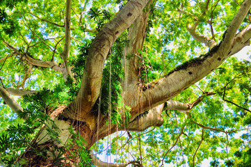 Fototapeta premium Tree Canopy
