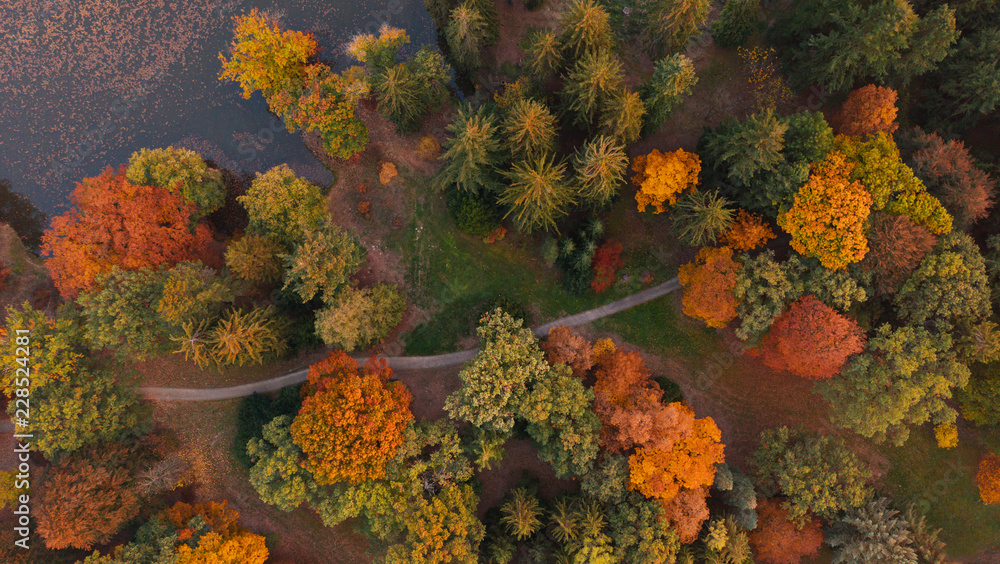 Wall mural aerial view of autumn foliage forest.