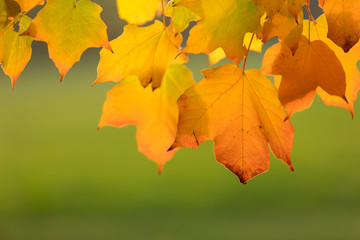 Naklejka na ściany i meble Autumn background with colorful leaves.