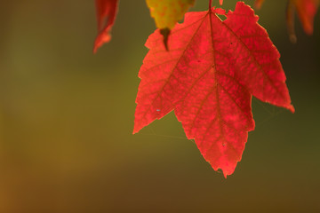 Autumn background with colorful leaves.