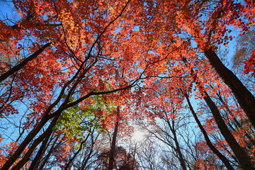 Autumn forest, red maple trees