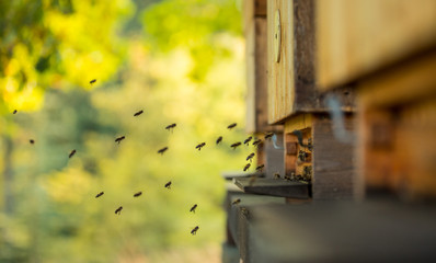 Obraz na płótnie Canvas Close up of flying bees.