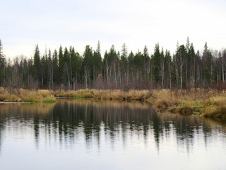 Река Колонга и лес.