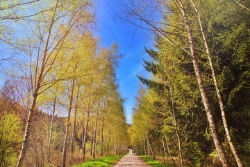 Obraz premium Beautiful Green Forest in Nature