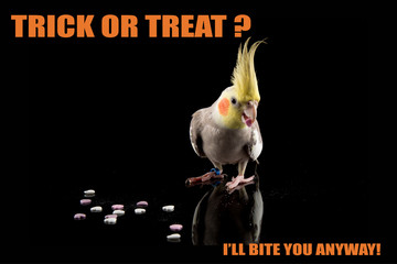 Parrot Halloween meme,Trick or Treat, I'll bite you. Cockatiel eating candy. cool memes and quotes