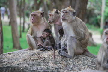Monkey Family Thailand