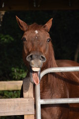 Red Quarterhorse making funny face