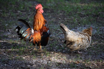Serama rooster crowing with mate