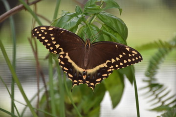 Black Swallowtail butterfly on basil in Florida