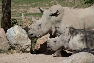 Fototapeta premium A mother rhino with her baby 