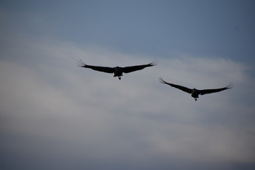 Fototapeta na wymiar Sandhill Cranes in flight in Florida