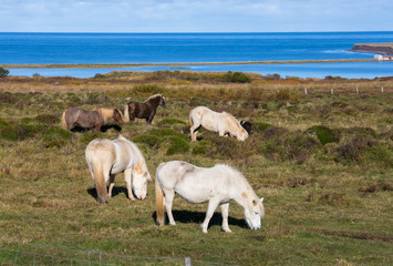 kleine Herde Isländer