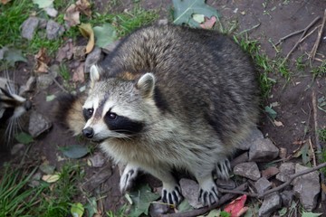 Raccoon