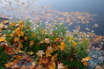 the last flowers of autumn