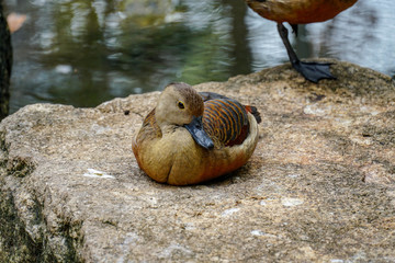 Dendrocygna javanica.1