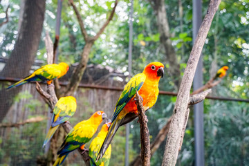 Obraz premium cute Sun Conure parrot birds on the tree branch.1