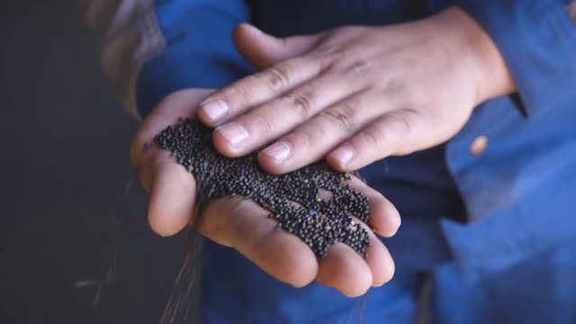 Man worker holding a rapeseed