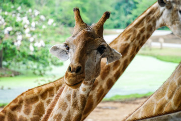 A giraffe looking and listening.1