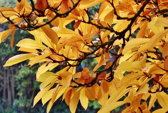 Magnolie im Herbst
