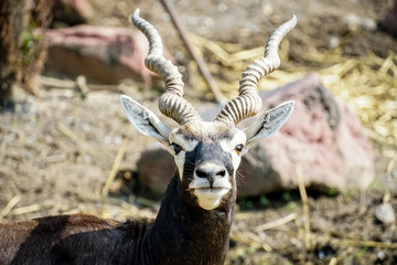 blackbuck