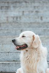 beautiful retriever dog with tongue out sitting on stairs and looking away