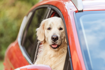 cute funny retriever dog sitting in red car and looking at camera through window © LIGHTFIELD STUDIOS