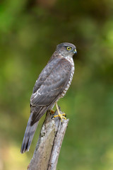  Sparviere (Accipiter nisus)